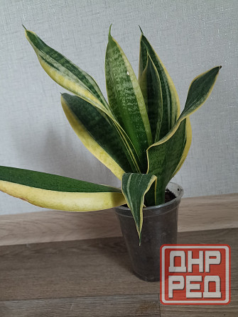 цветы комнатные Макеевка - изображение 6