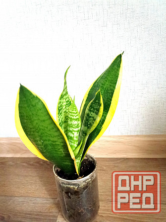 цветы комнатные Макеевка - изображение 5