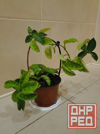 цветы комнатные Макеевка - изображение 2