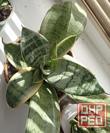 цветы комнатные Макеевка - изображение 7