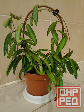 цветы комнатные Макеевка - изображение 3