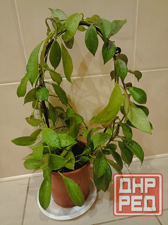 цветы комнатные Макеевка - изображение 4