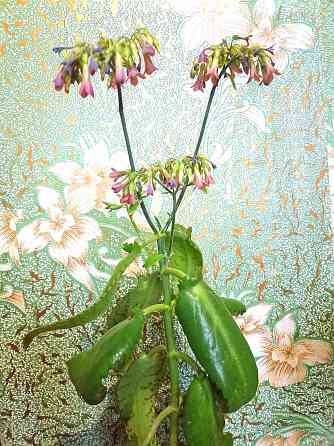 Цветы комнатные Макеевка