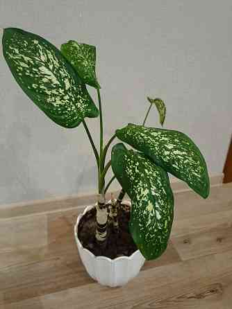 Цветы комнатные Макеевка