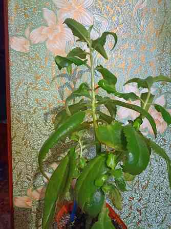 Цветы комнатные Макеевка