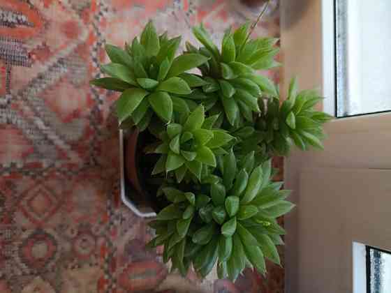 Цветы комнатные Макеевка