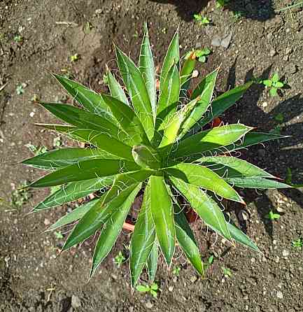 Цветы комнатные Макеевка