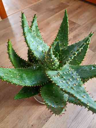 Цветы комнатные Макеевка