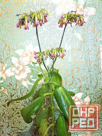 Цветы комнатные Макеевка - изображение 2