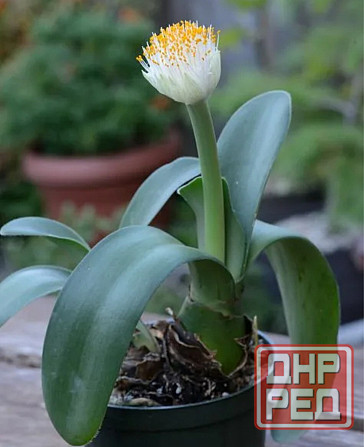 Цветы комнатные Макеевка - изображение 6