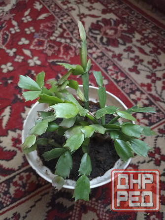 Цветы комнатные Макеевка - изображение 5