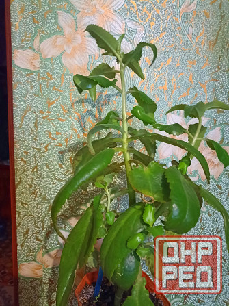 Цветы комнатные Макеевка - изображение 3