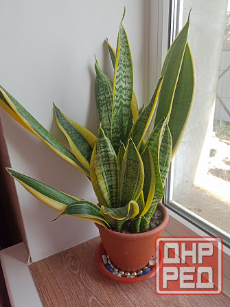 Цветы комнатные Макеевка - изображение 7