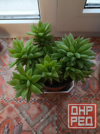 Цветы комнатные Макеевка - изображение 8