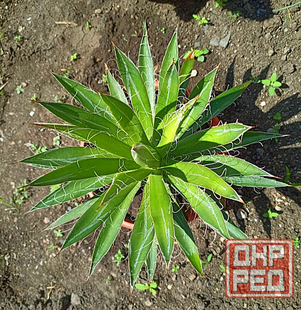 Цветы комнатные Макеевка - изображение 1