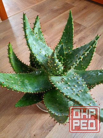 Цветы комнатные Макеевка - изображение 4