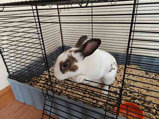 Продам декоративного кролика, породы "Карликовый Голландский", мальчик Донецк