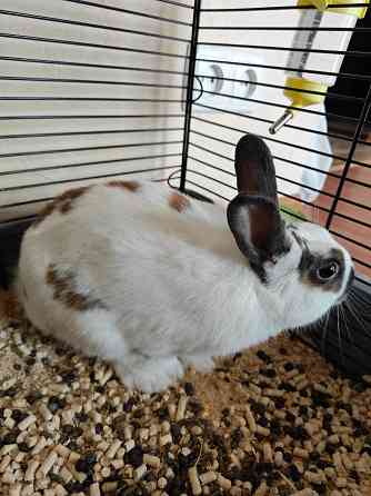 Продам декоративного кролика, породы "Карликовый Голландский", мальчик Донецк