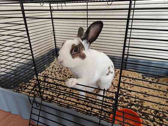 Продам декоративного кролика, породы "Карликовый Голландский", мальчик Донецк