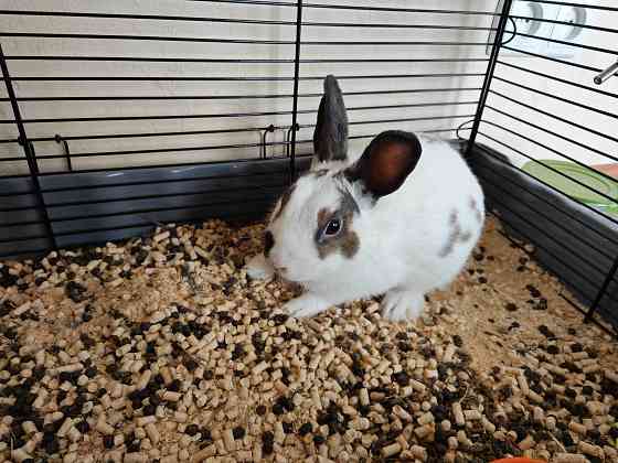 Продам декоративного кролика, породы "Карликовый Голландский", мальчик Донецк