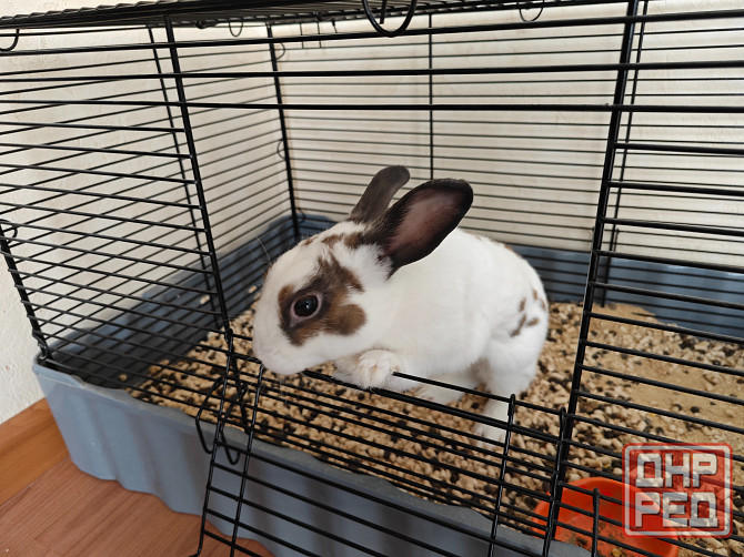 Продам декоративного кролика, породы "Карликовый Голландский", мальчик Донецк - изображение 1