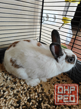 Продам декоративного кролика, породы "Карликовый Голландский", мальчик Донецк - изображение 4