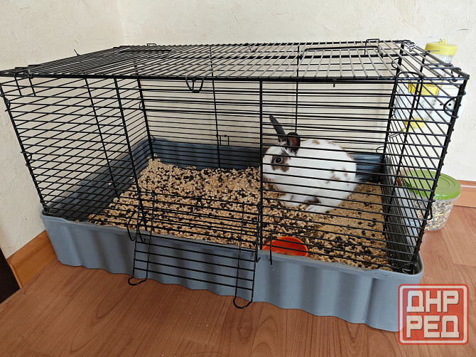 Продам декоративного кролика, породы "Карликовый Голландский", мальчик Донецк - изображение 5