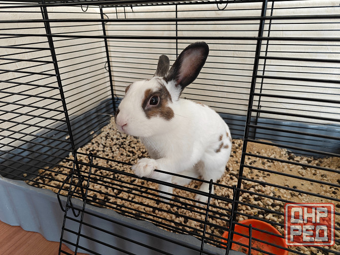 Продам декоративного кролика, породы "Карликовый Голландский", мальчик Донецк - изображение 2