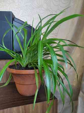 Хлорофитум цветок Донецк