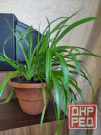 Хлорофитум цветок Донецк - изображение 1