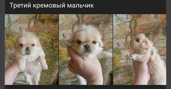 Щенки пекинеса Донецк