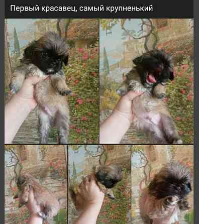 Щенки пекинеса Донецк