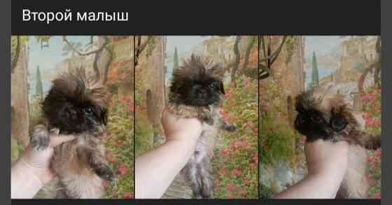 Щенки пекинеса Донецк