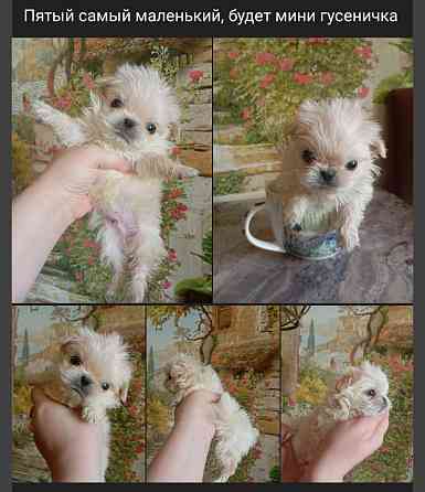 Щенки пекинеса Донецк