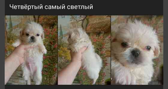 Щенки пекинеса Донецк