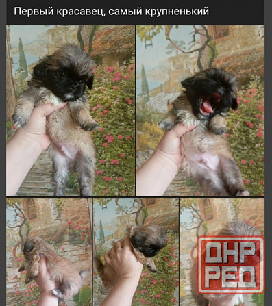 Щенки пекинеса Донецк - изображение 1