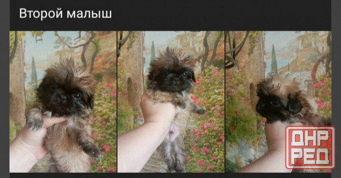 Щенки пекинеса Донецк - изображение 2