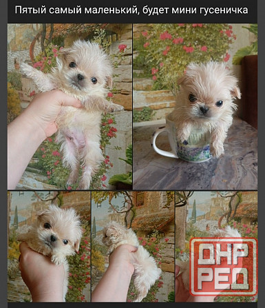 Щенки пекинеса Донецк - изображение 3