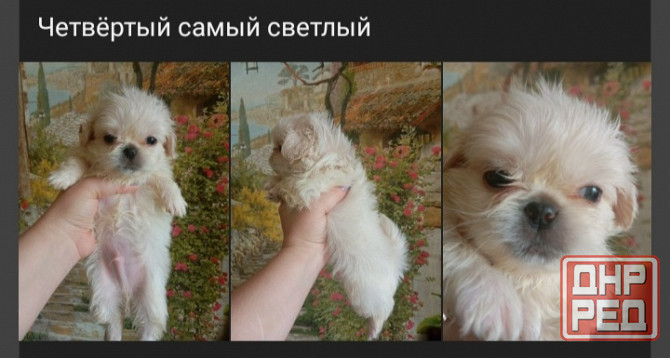 Щенки пекинеса Донецк - изображение 4
