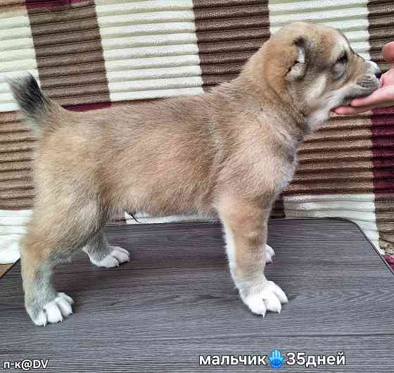 Щенки сао (алабай) с документами Донецк