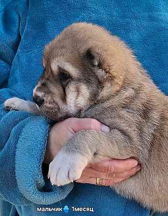 Щенки сао (алабай) Донецк