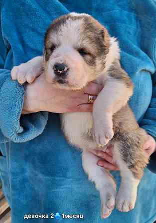 Щенки сао (алабай) Донецк