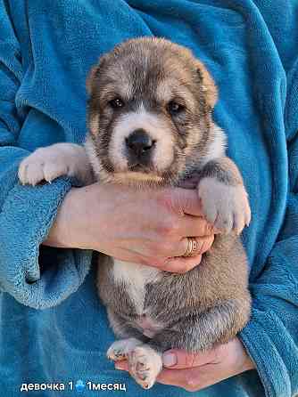 Щенки сао (алабай) Донецк