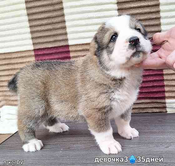 Щенки сао (алабай) с документами Донецк
