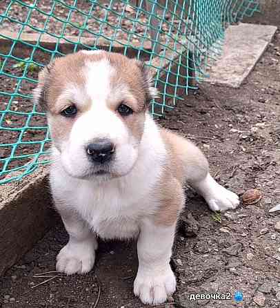 Щенки сао (алабай) с документами Донецк