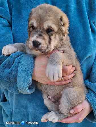 Щенки сао (алабай) Донецк