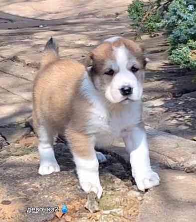 Щенки сао (алабай) с документами Донецк