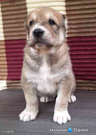 Щенки сао (алабай) с документами Донецк