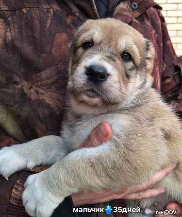 Щенки сао (алабай) с документами Донецк