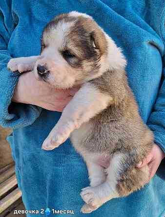 Щенки сао (алабай) Донецк